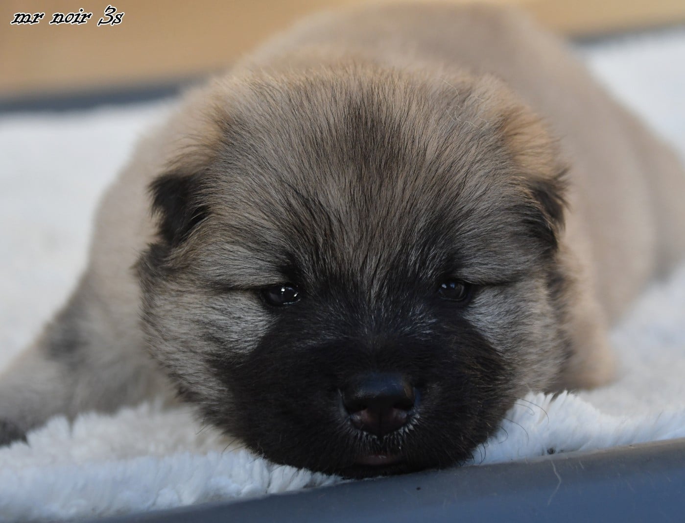CHIOT 7