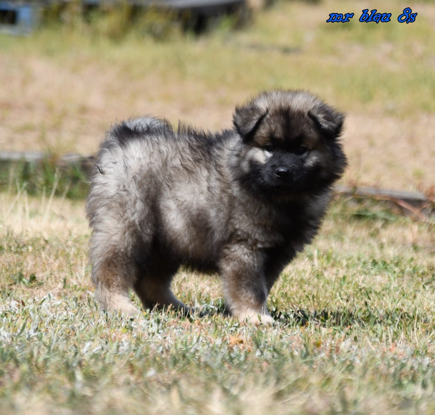CHIOT 4