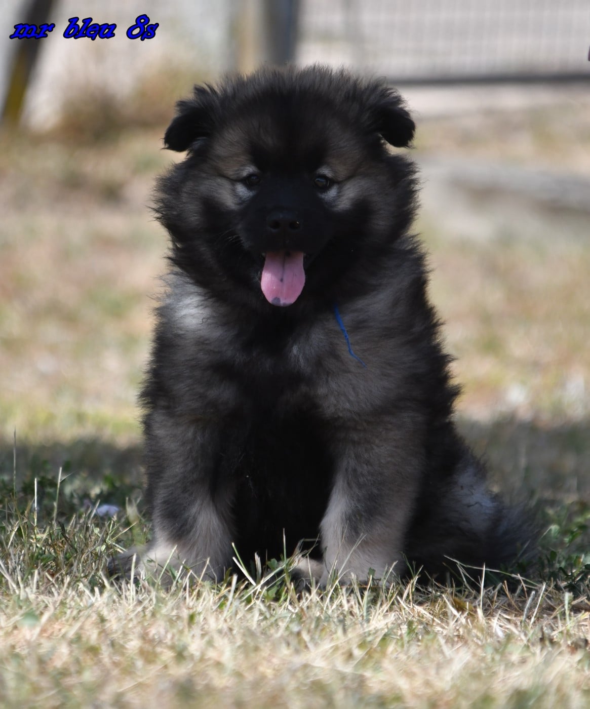CHIOT 4