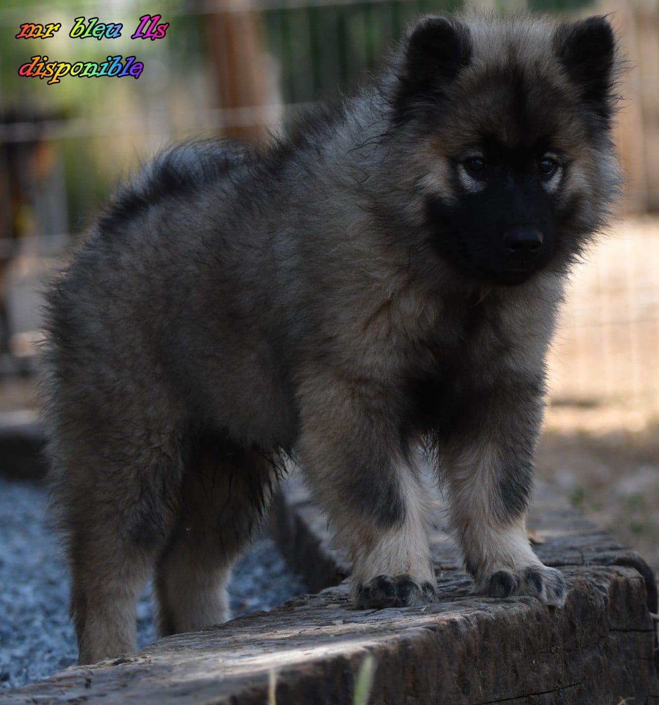 CHIOT 4