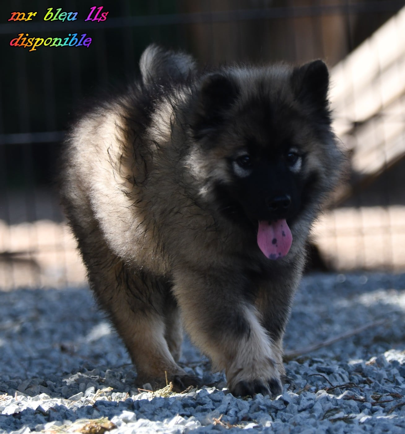 CHIOT 4