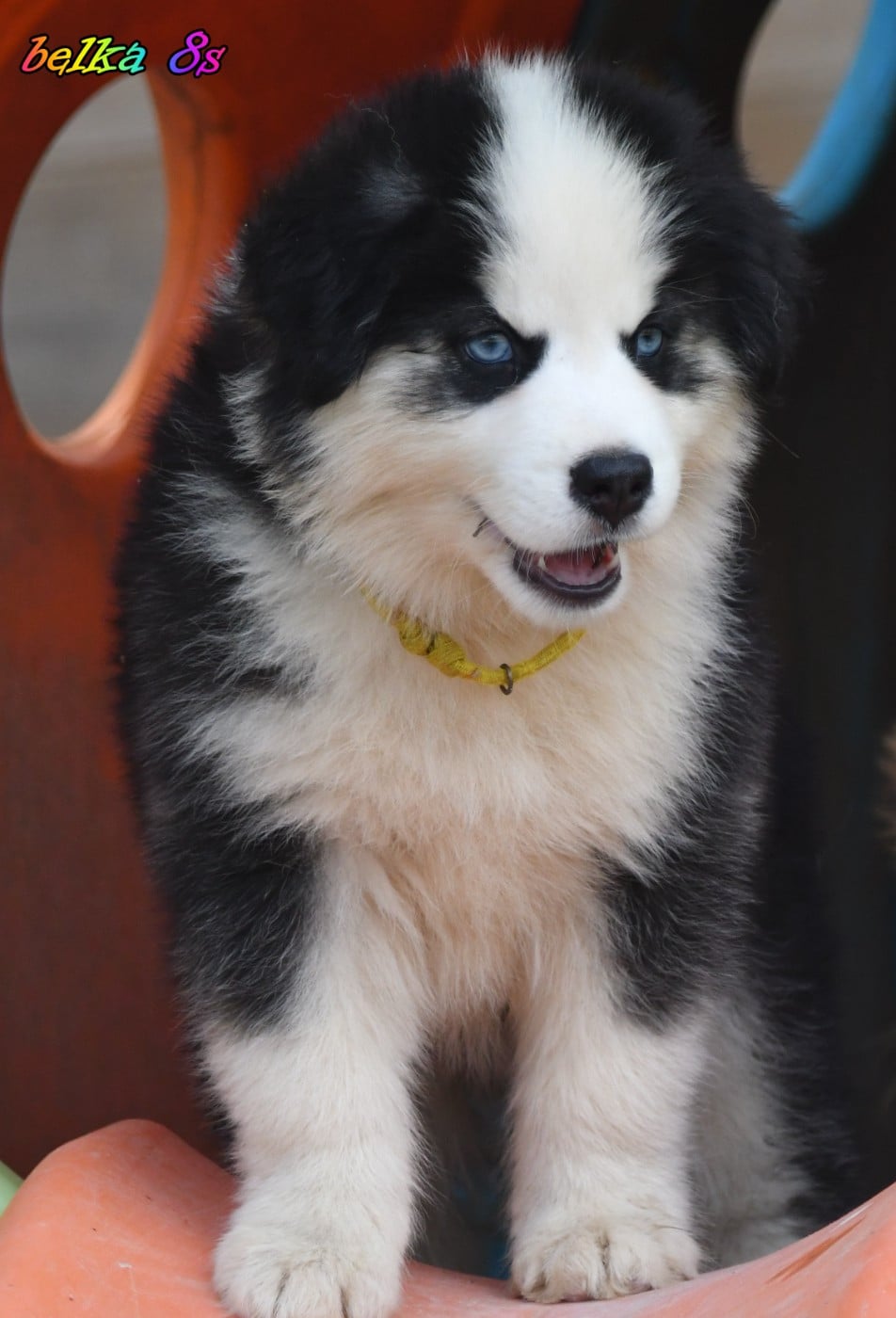 CHIOT 1