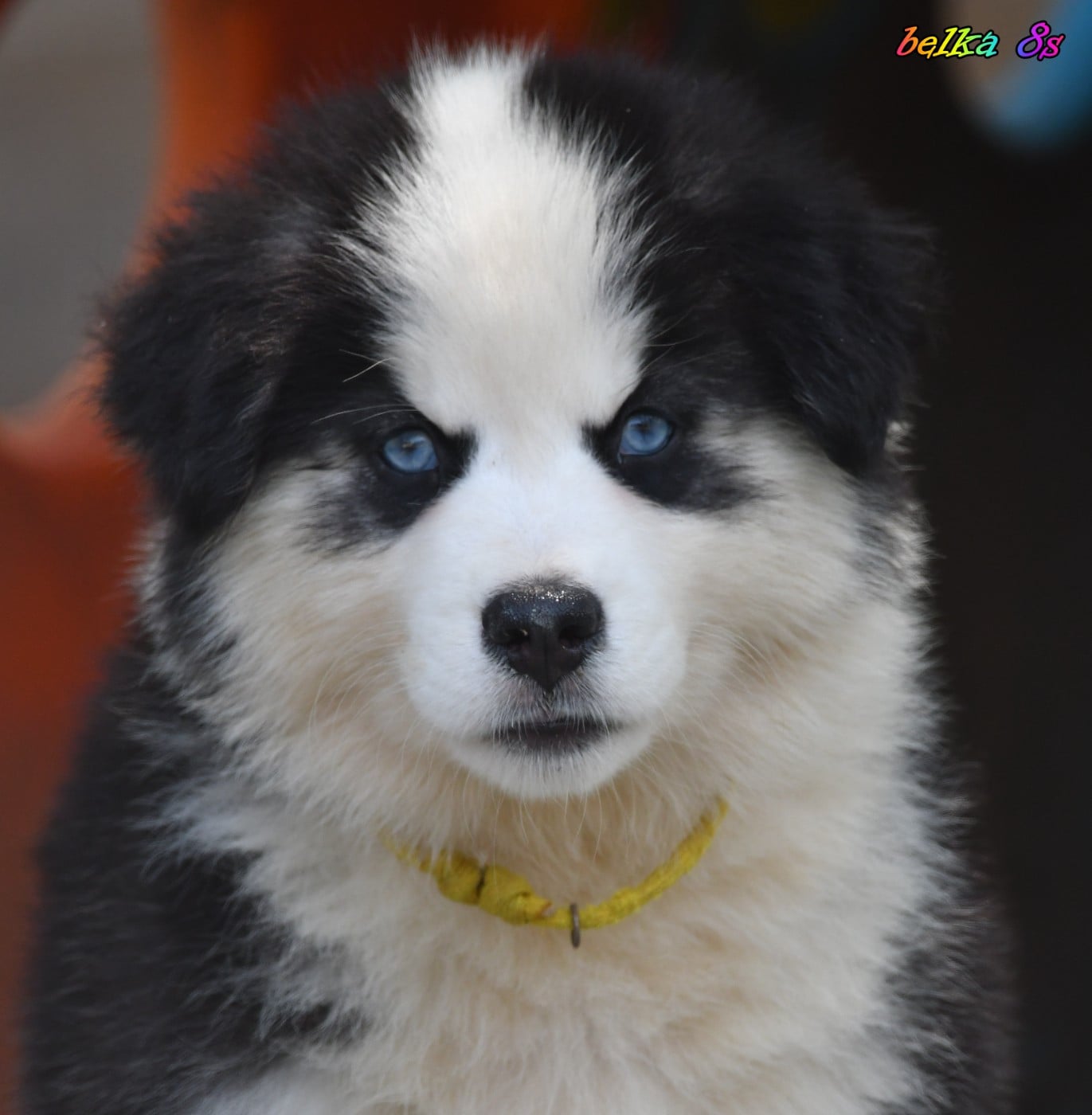 CHIOT 1