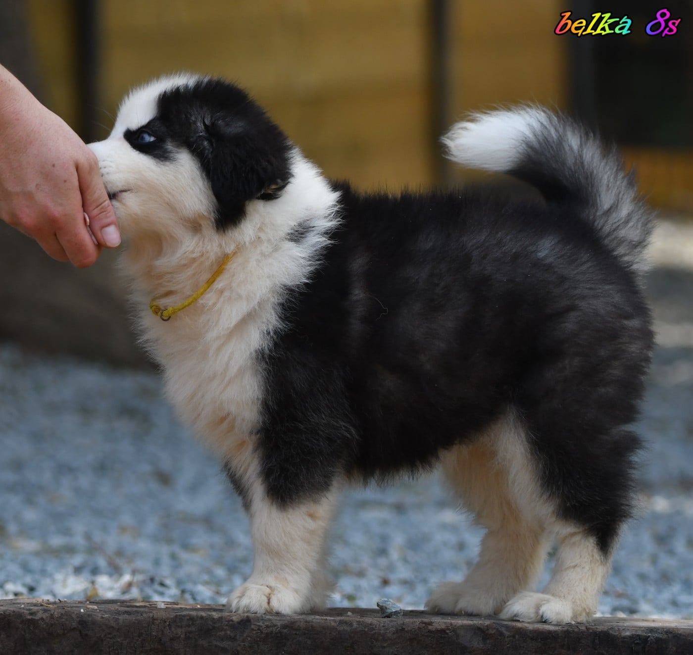 CHIOT 1