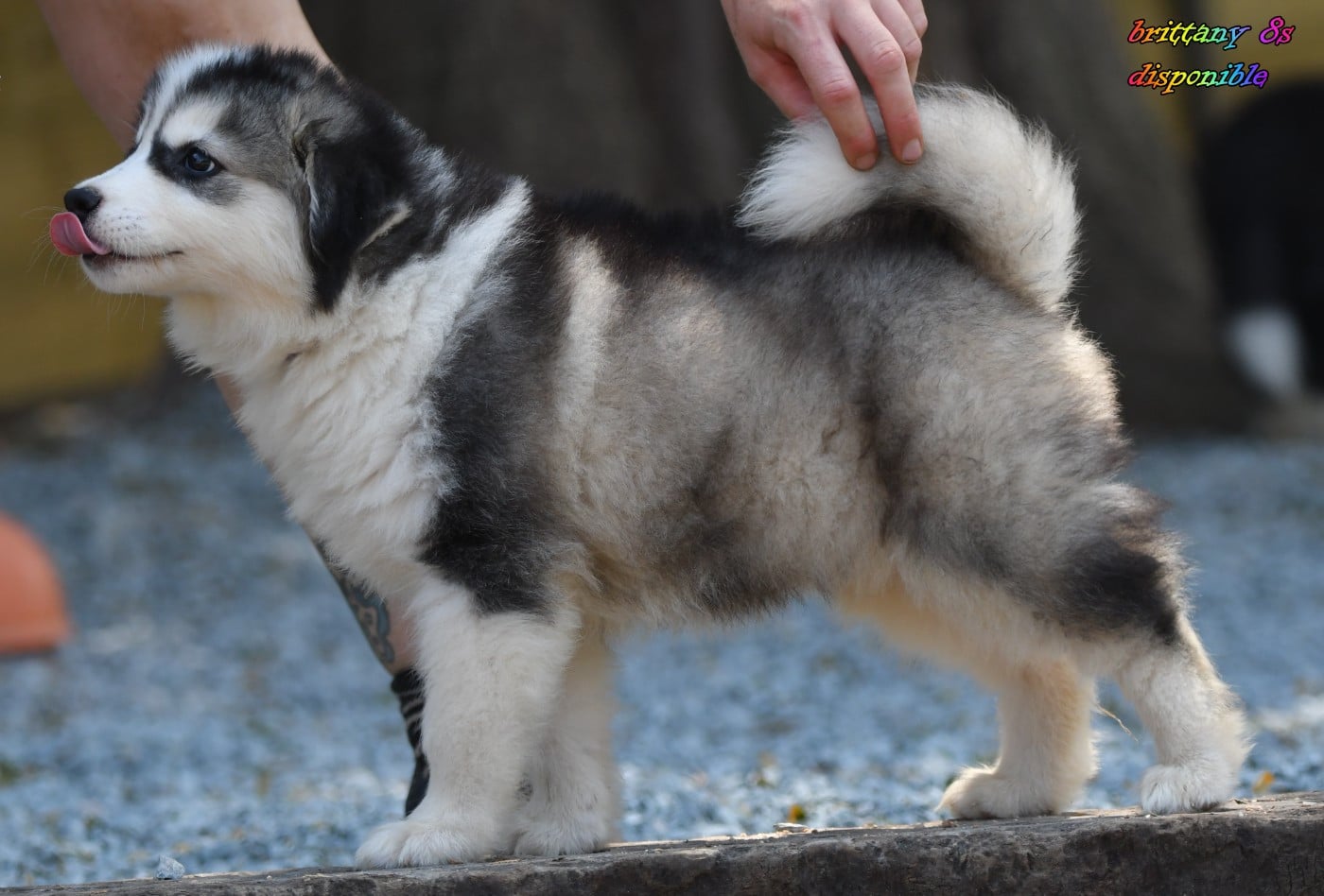 CHIOT 2