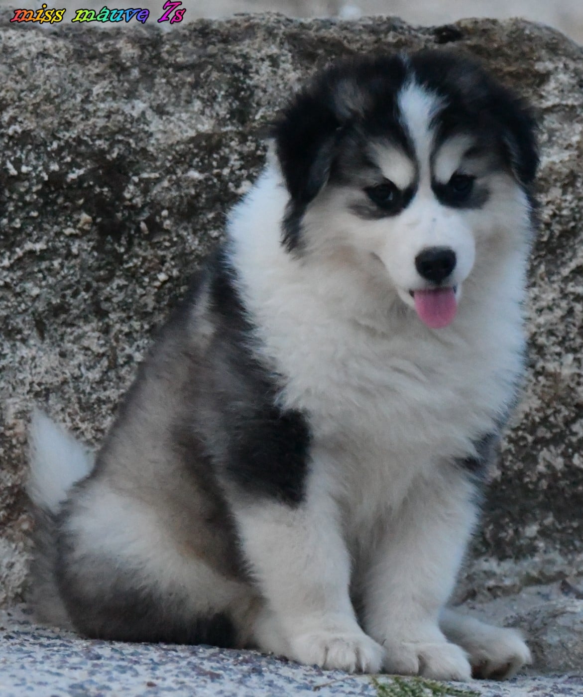 CHIOT 2