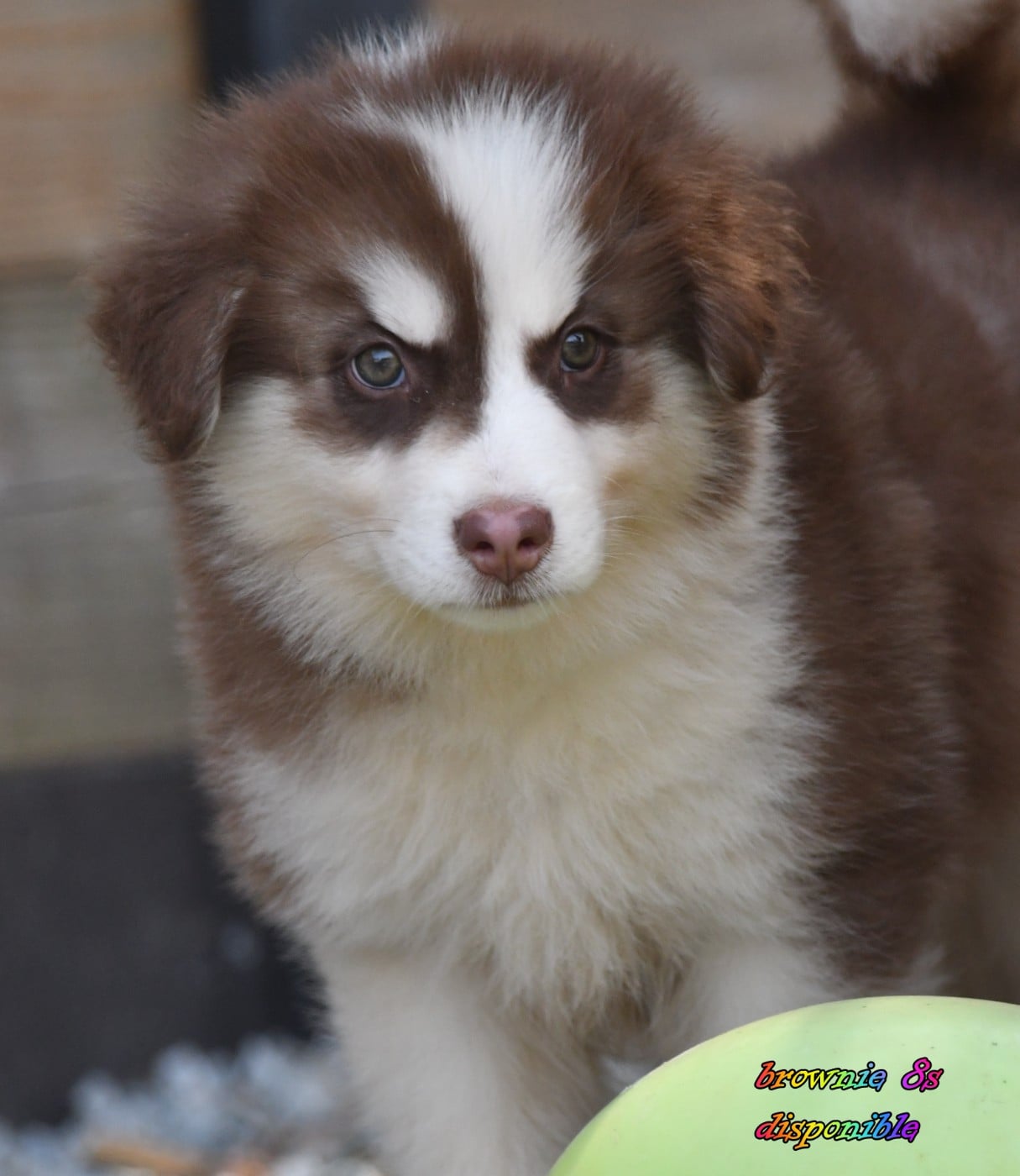 CHIOT 3