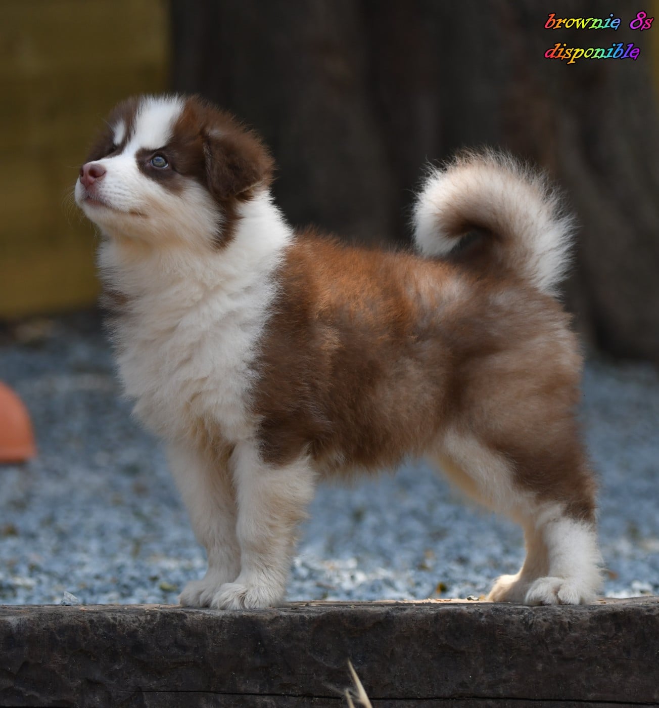 CHIOT 3