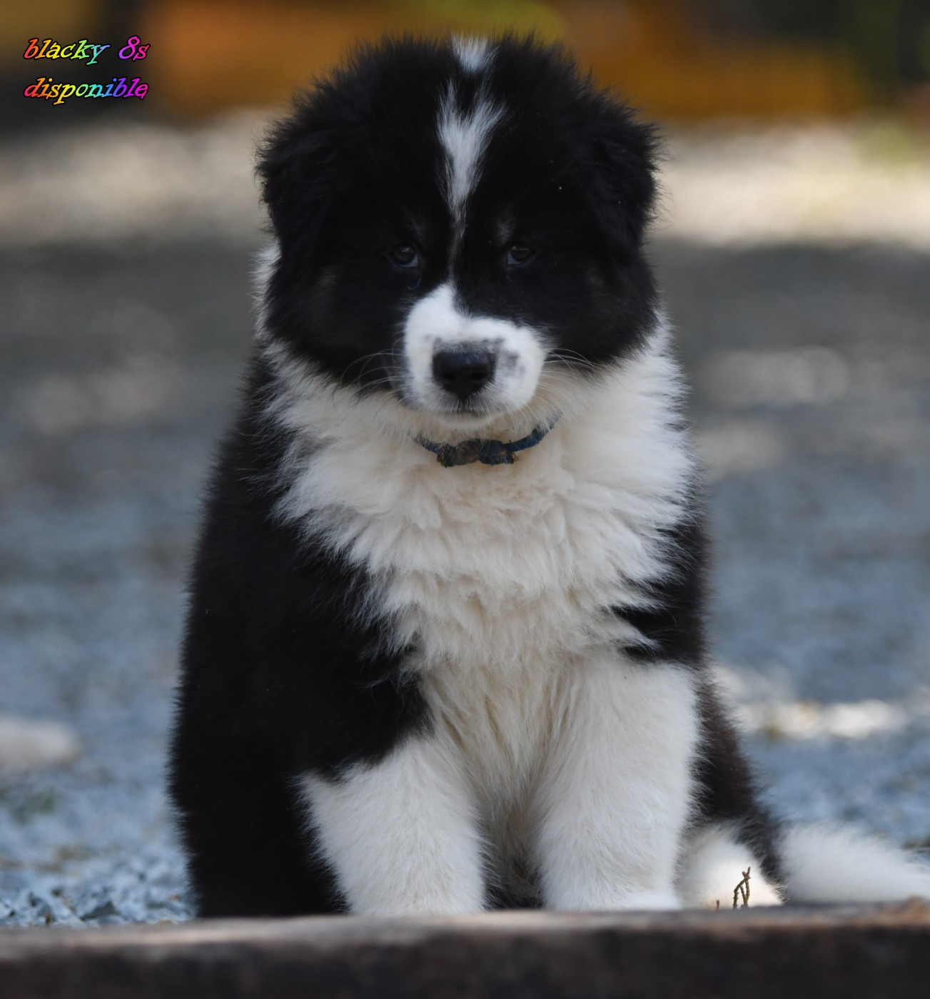 CHIOT 4