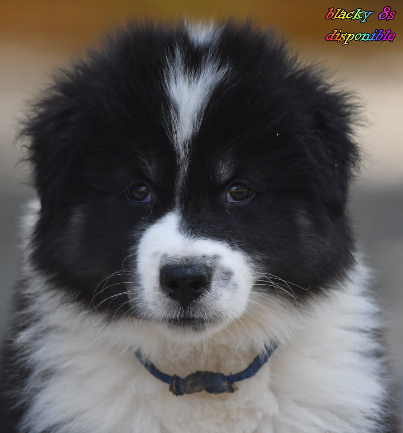 CHIOT 4