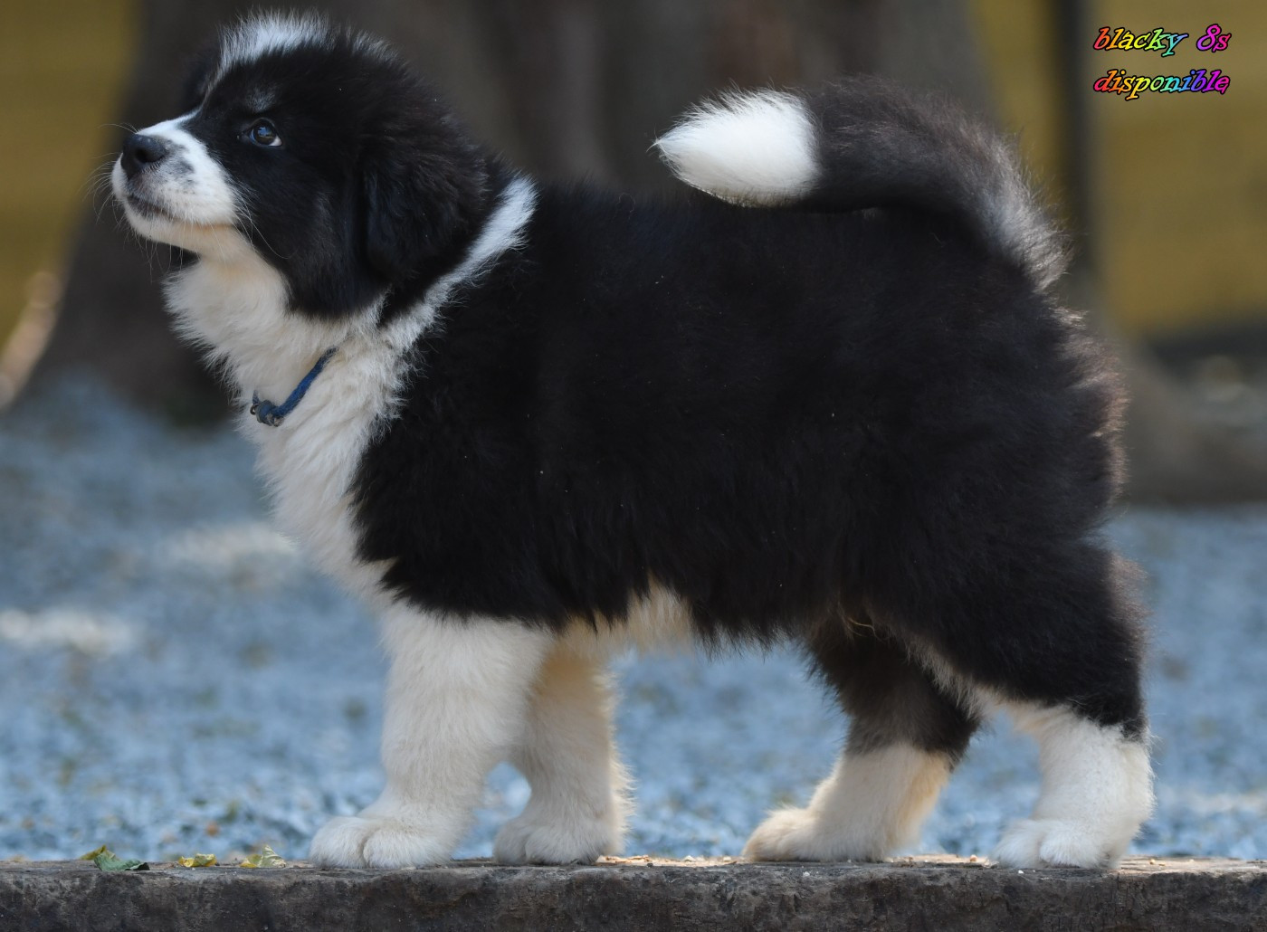 CHIOT 4