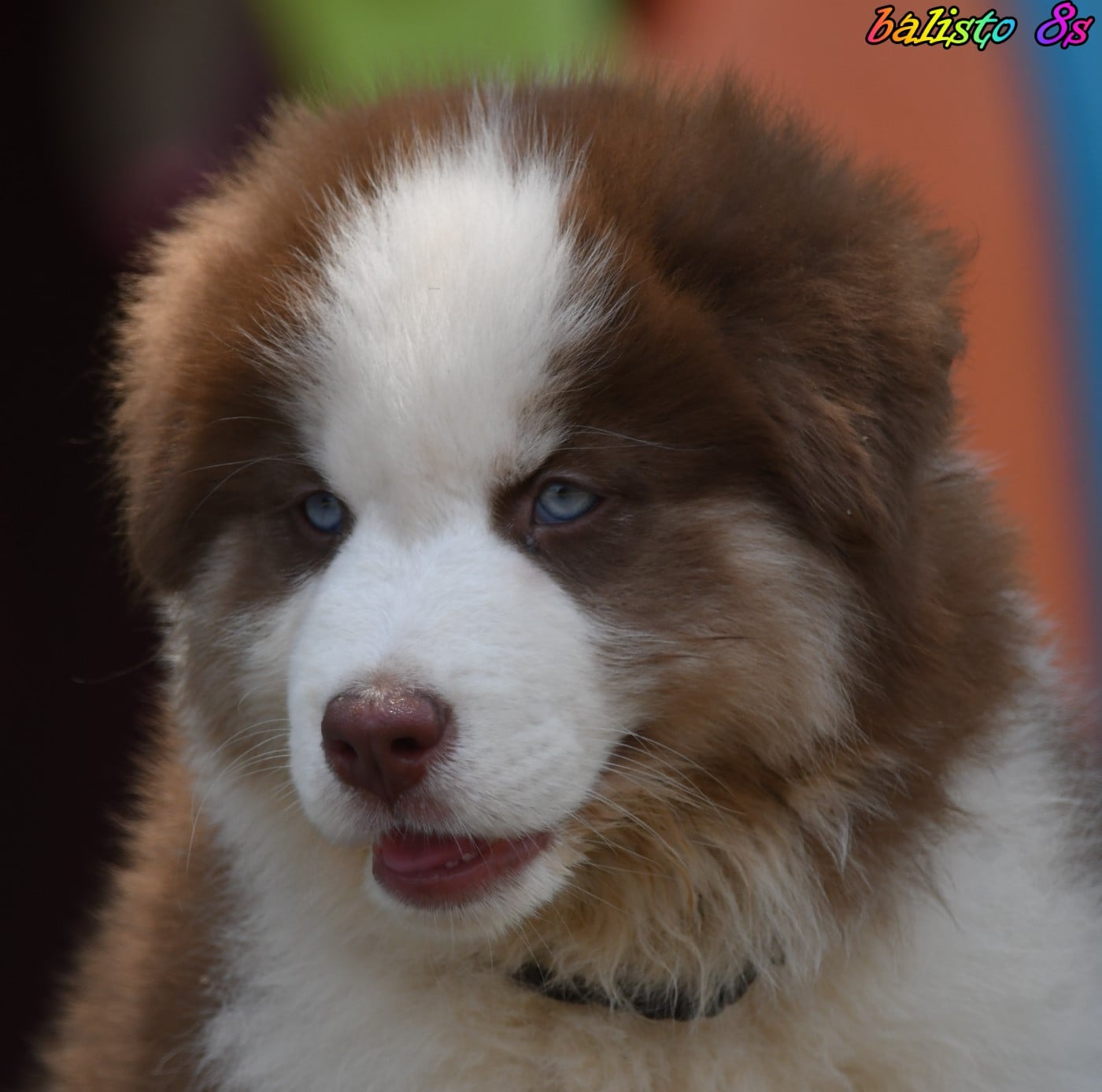 CHIOT 5
