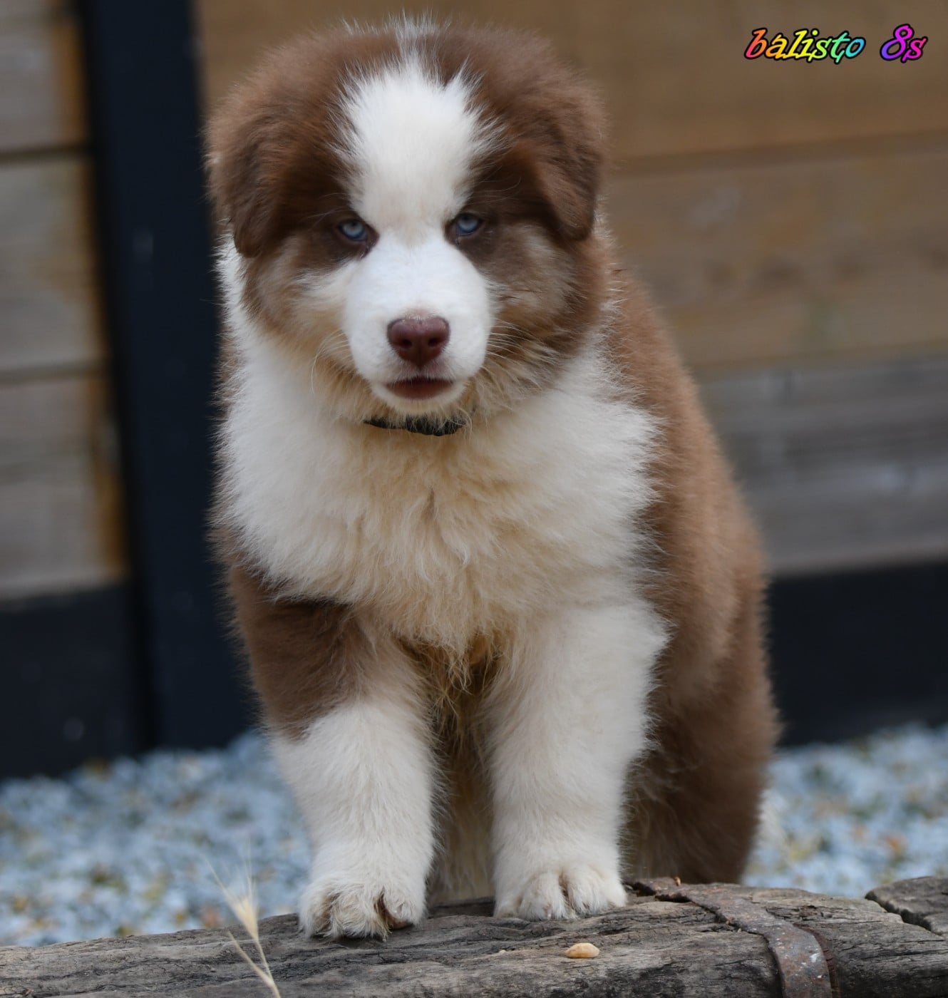 CHIOT 5