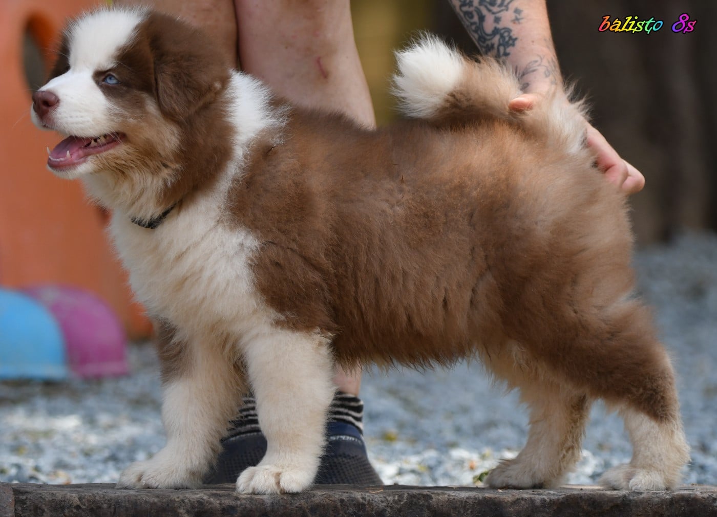CHIOT 5