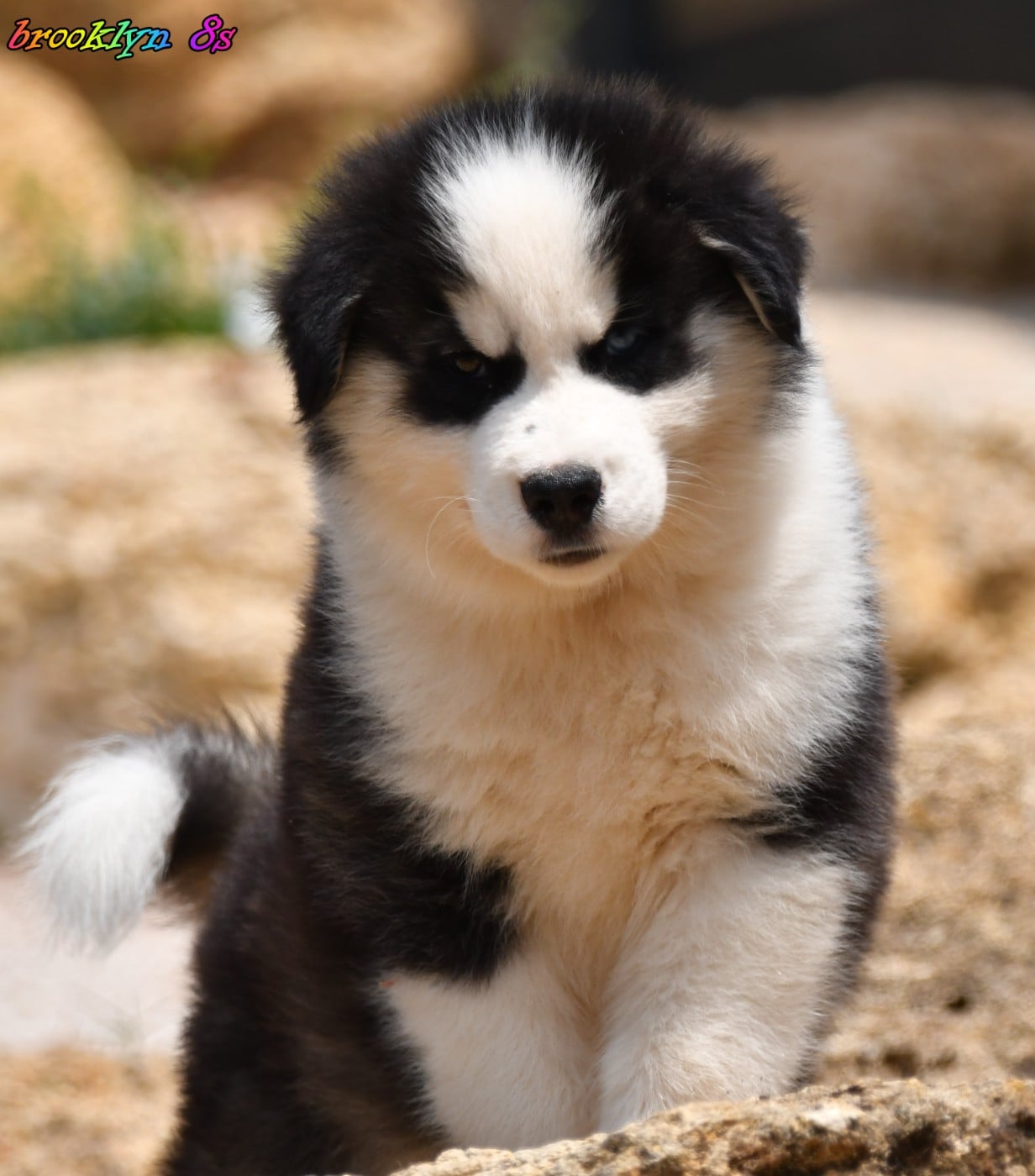 CHIOT 6