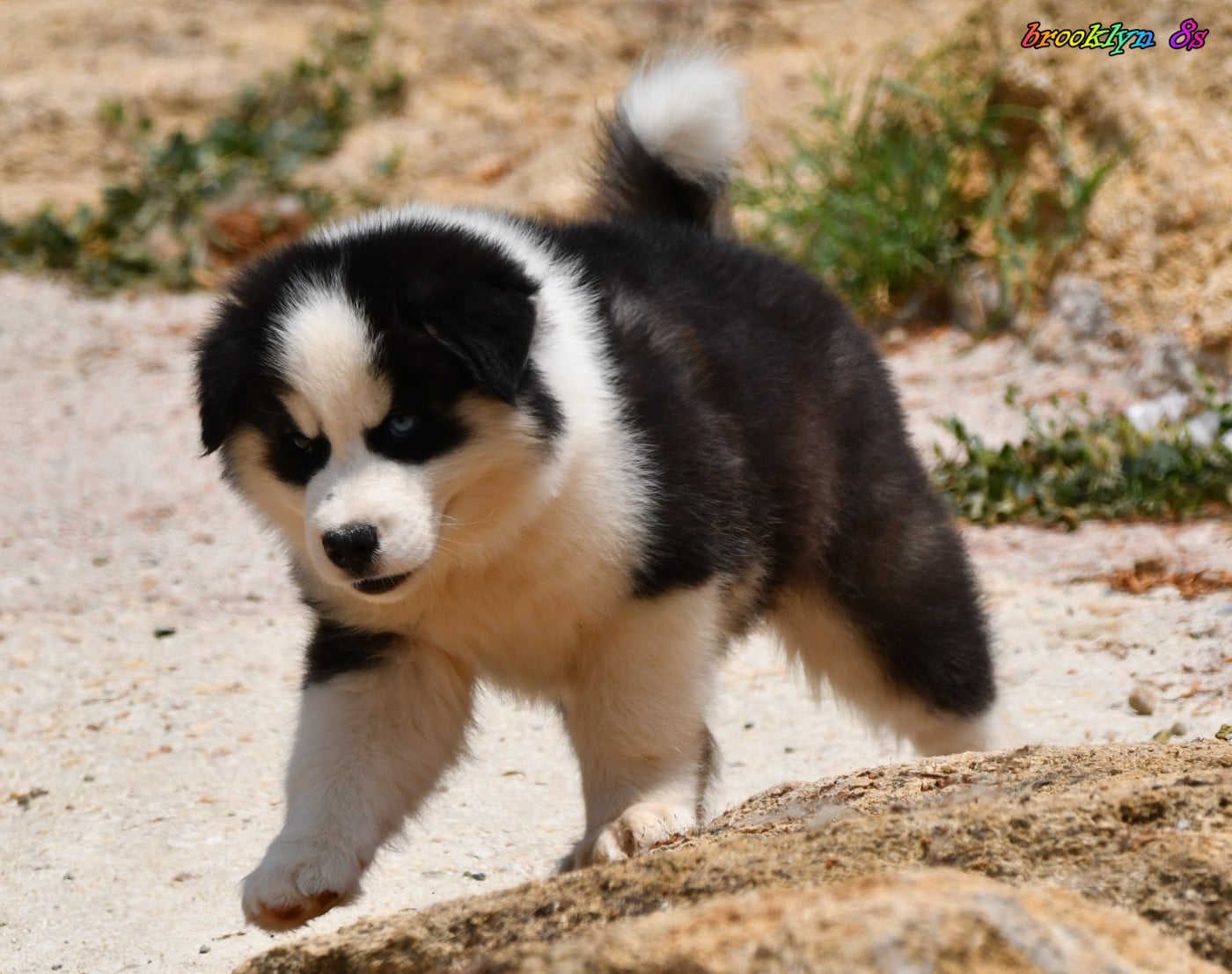 CHIOT 6