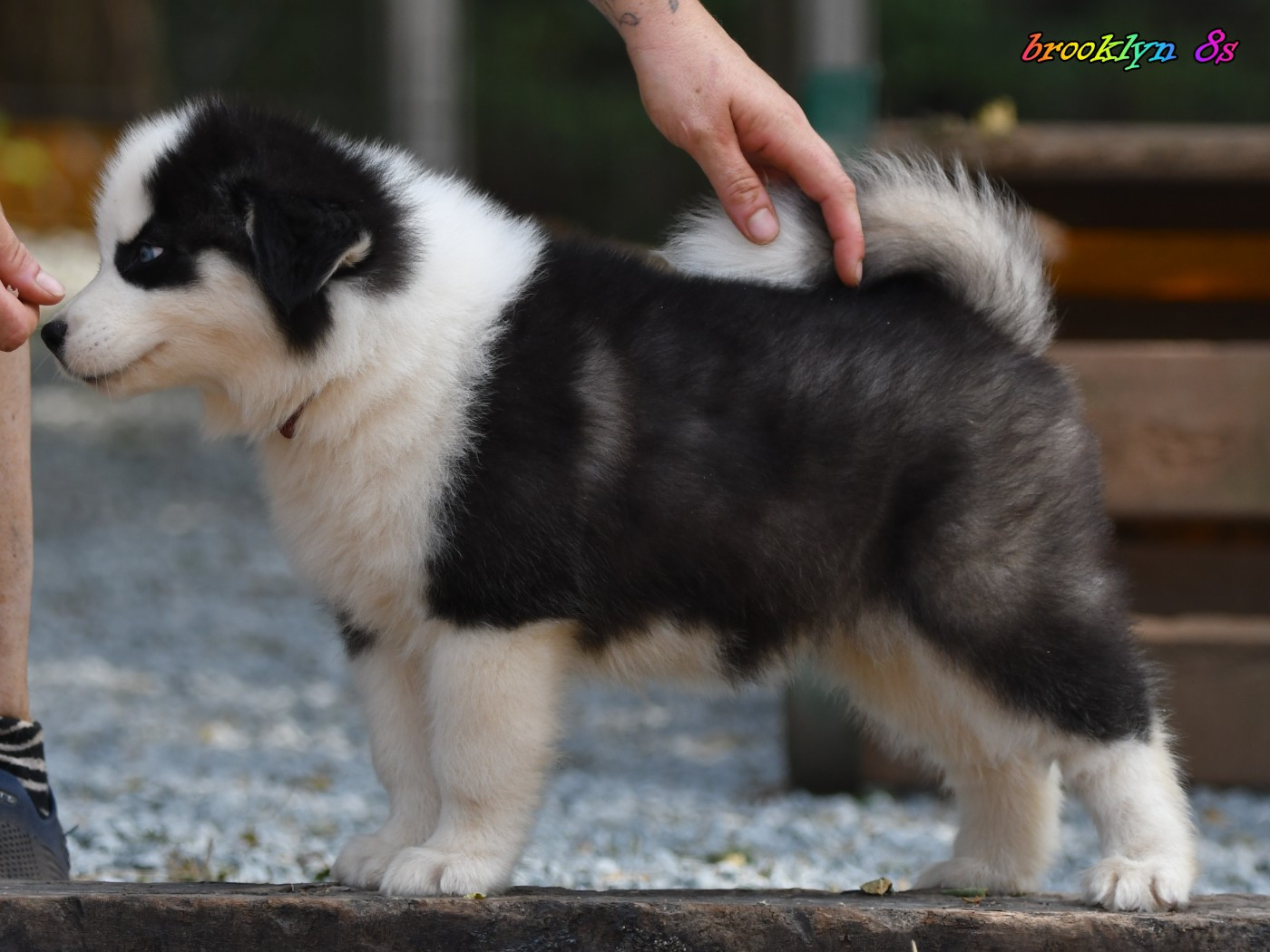 CHIOT 6