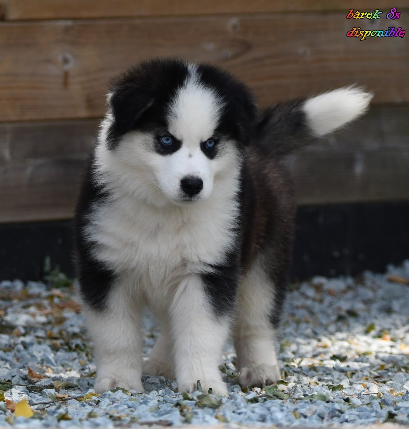 CHIOT 7