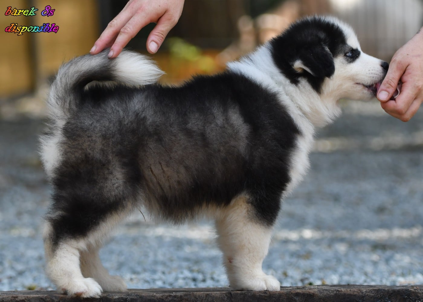 CHIOT 7
