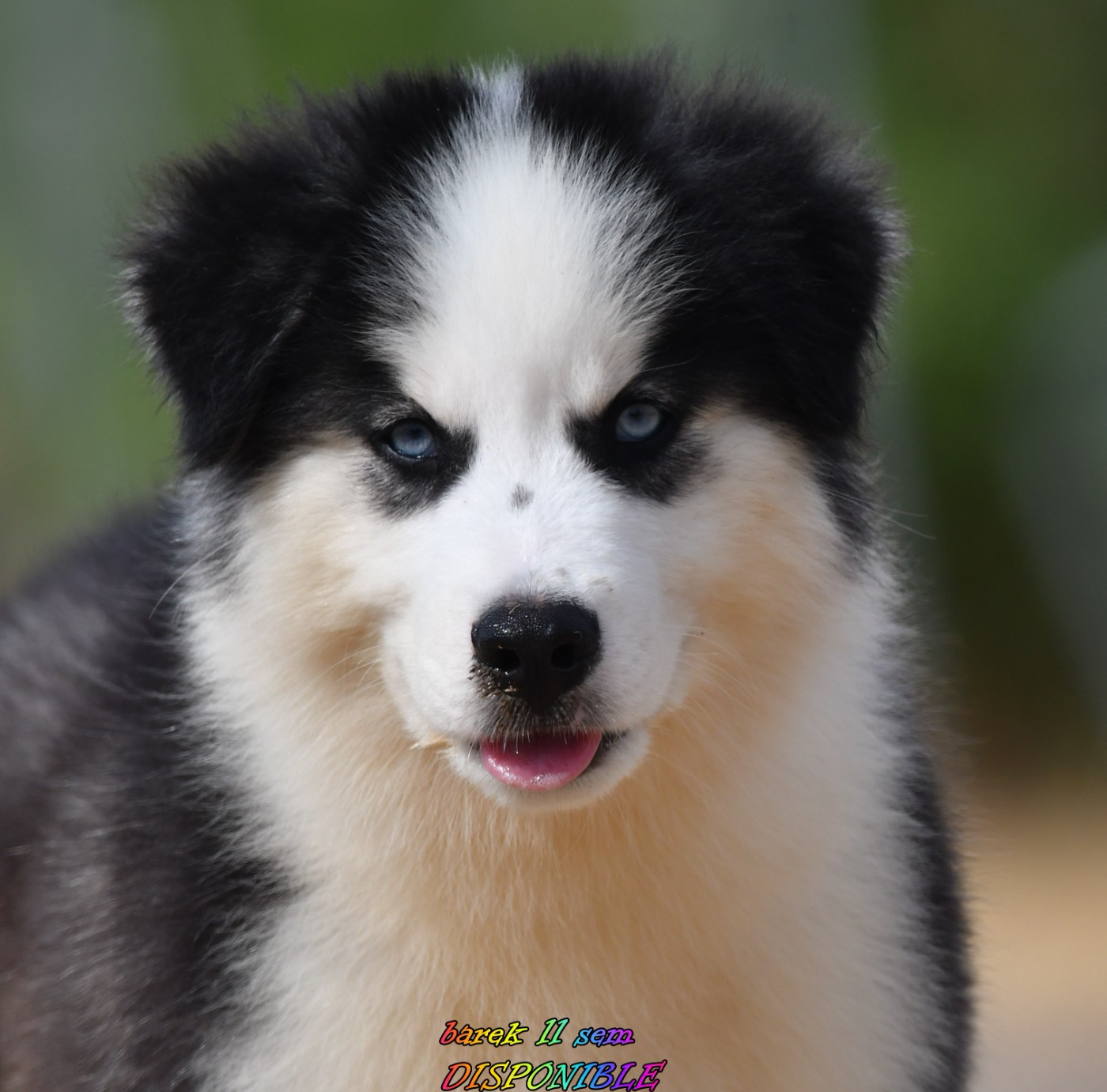 CHIOT 7