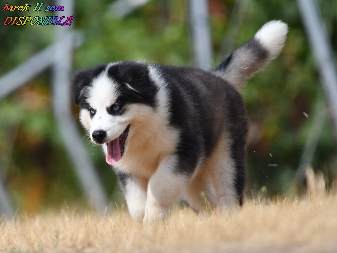 CHIOT 7
