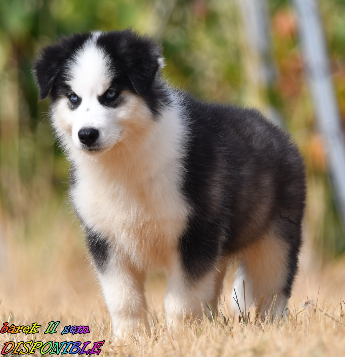 CHIOT 7