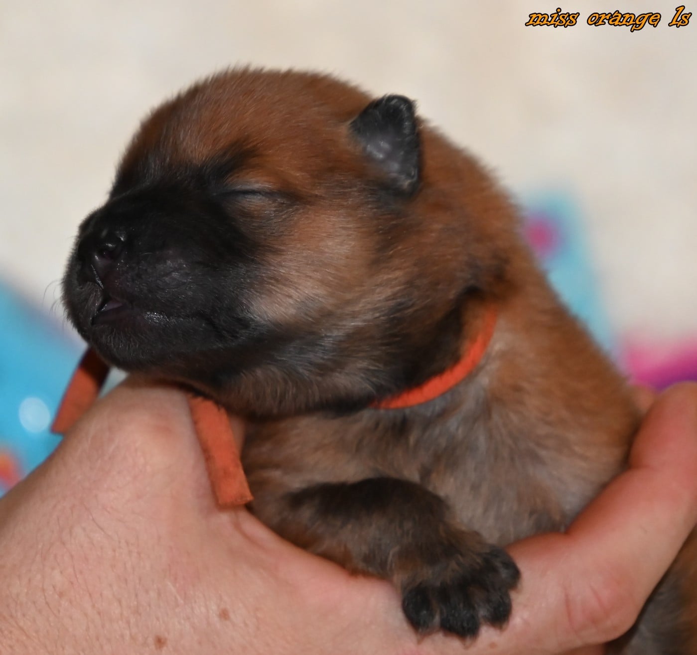 CHIOT 3 - Eurasier