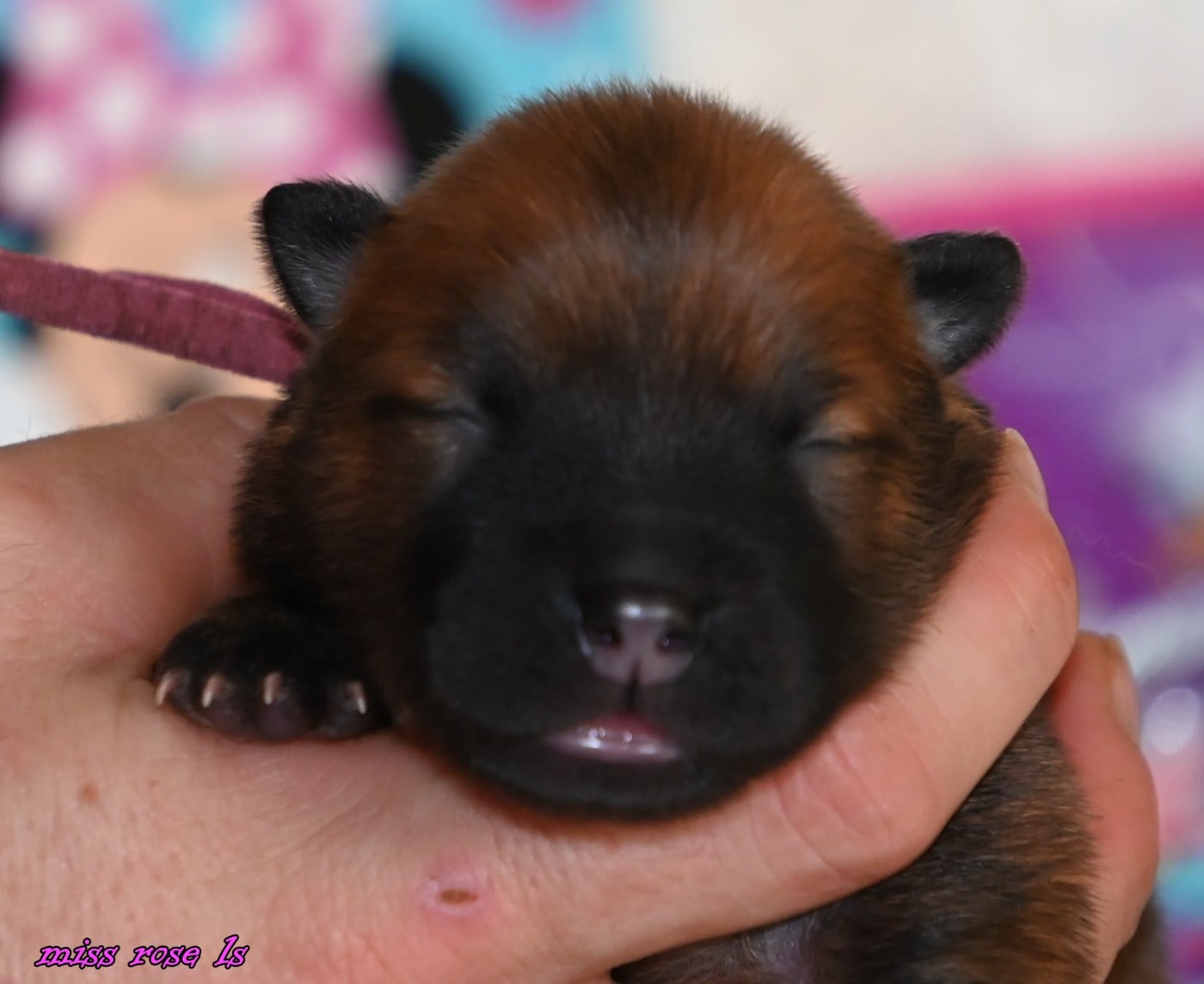 CHIOT 4 - Eurasier