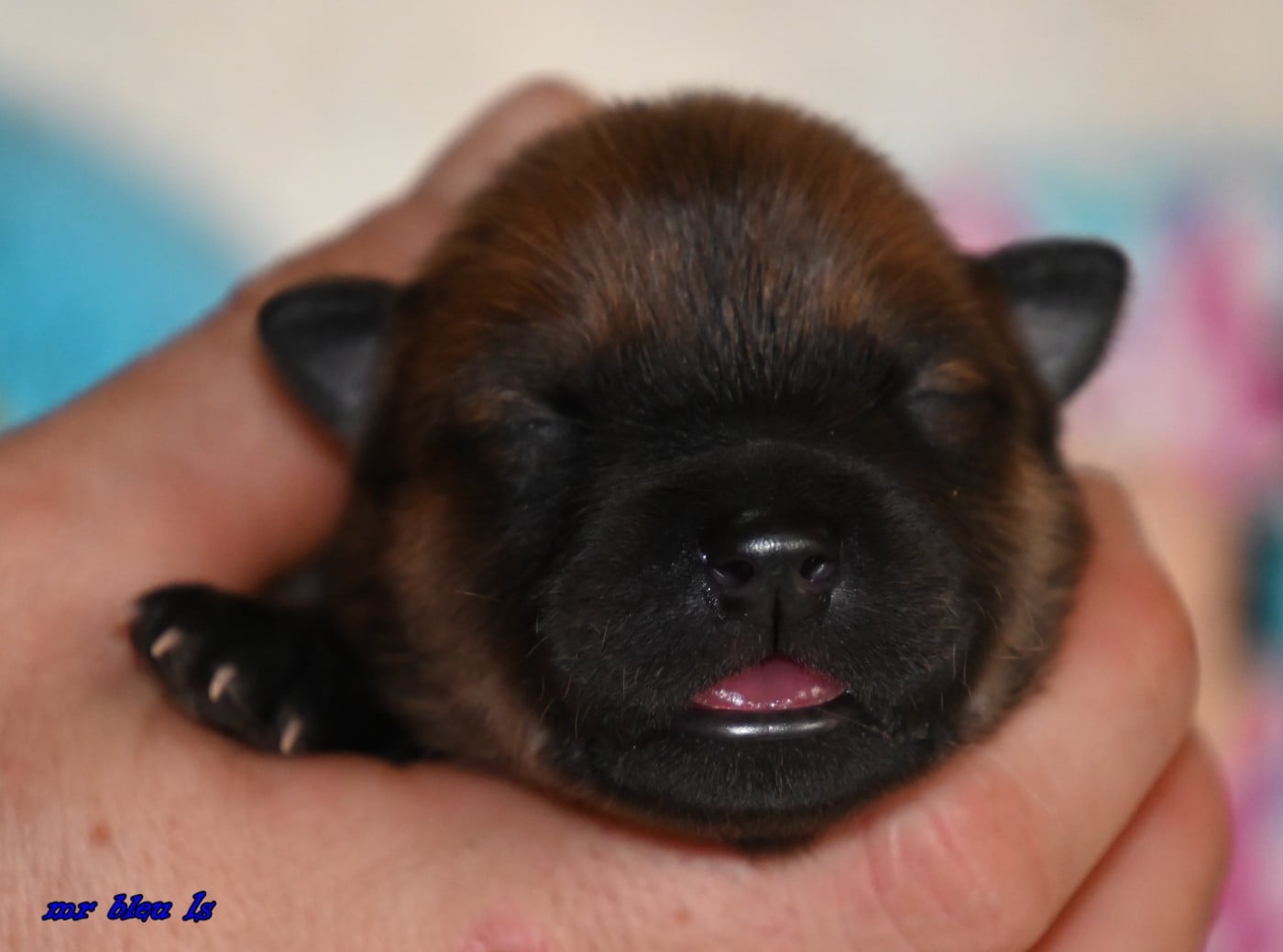 CHIOT 5 - Eurasier