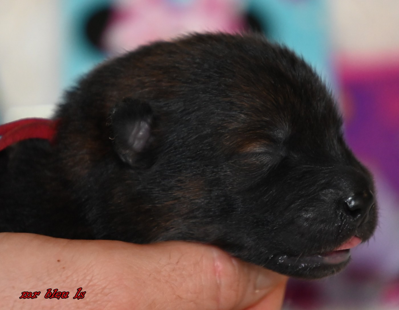 CHIOT 6 - Eurasier