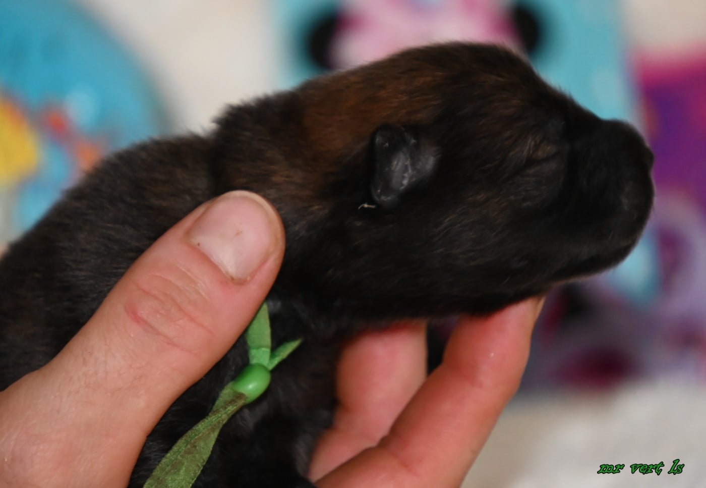 CHIOT 7 - Eurasier