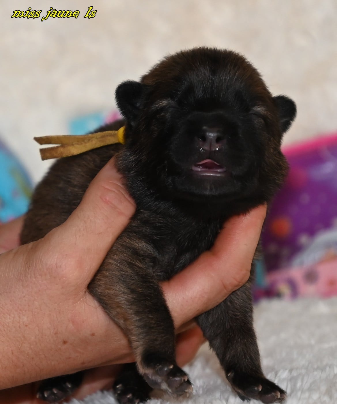 CHIOT 1 - Eurasier