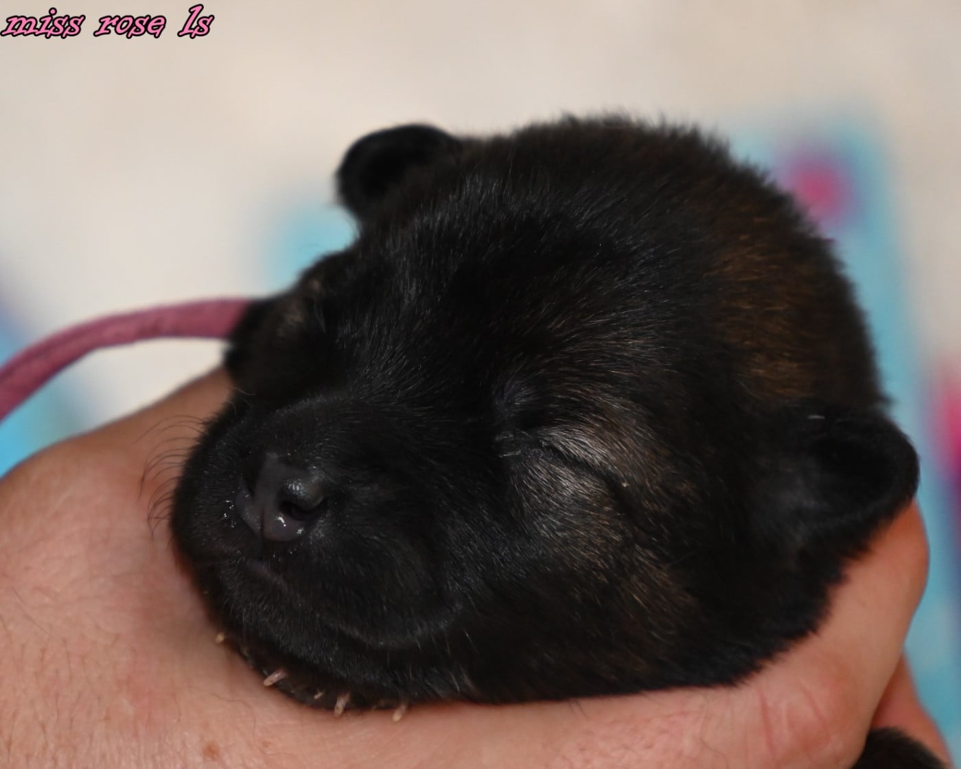 CHIOT 2 - Eurasier