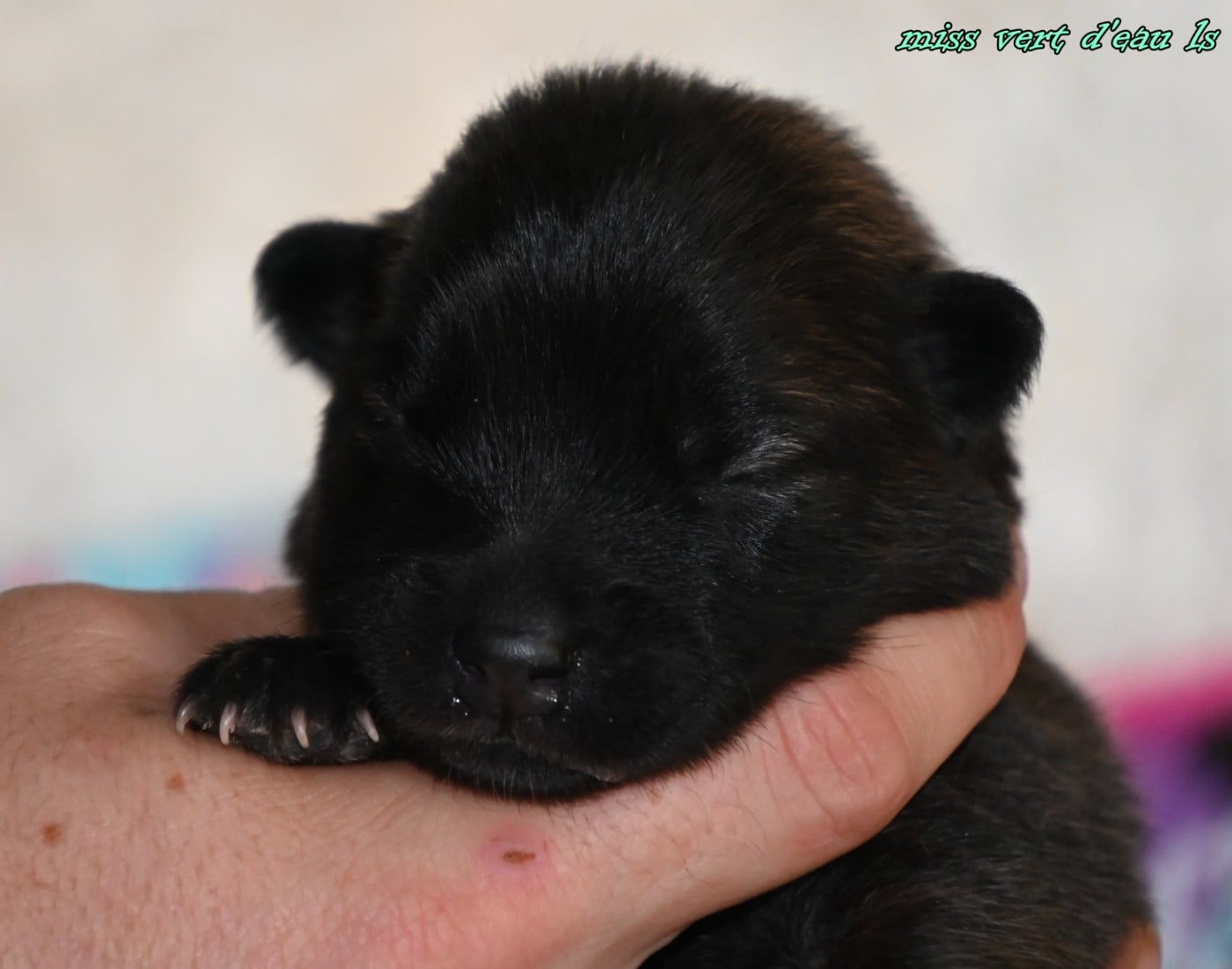 CHIOT 4 - Eurasier