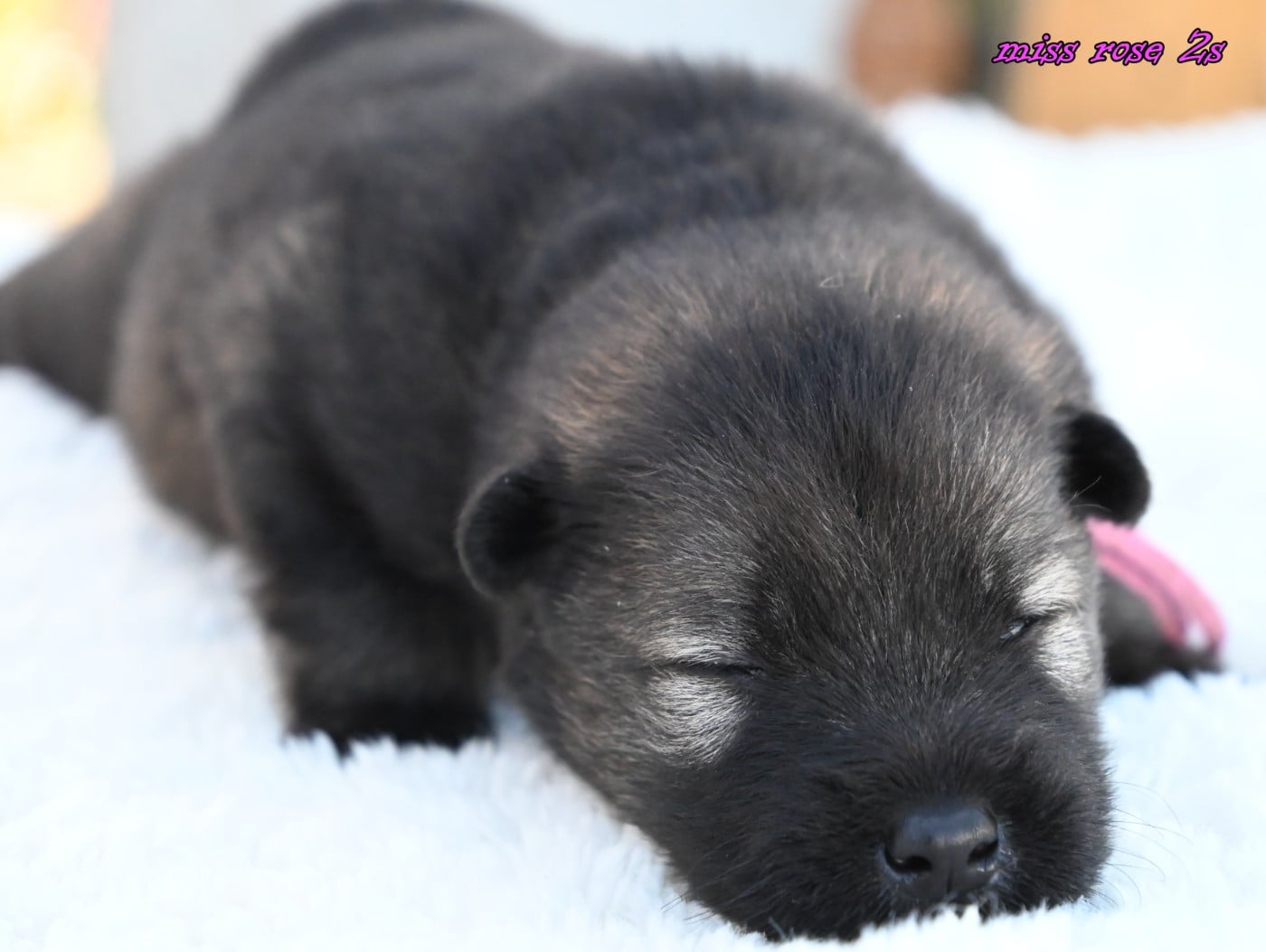 CHIOT 2