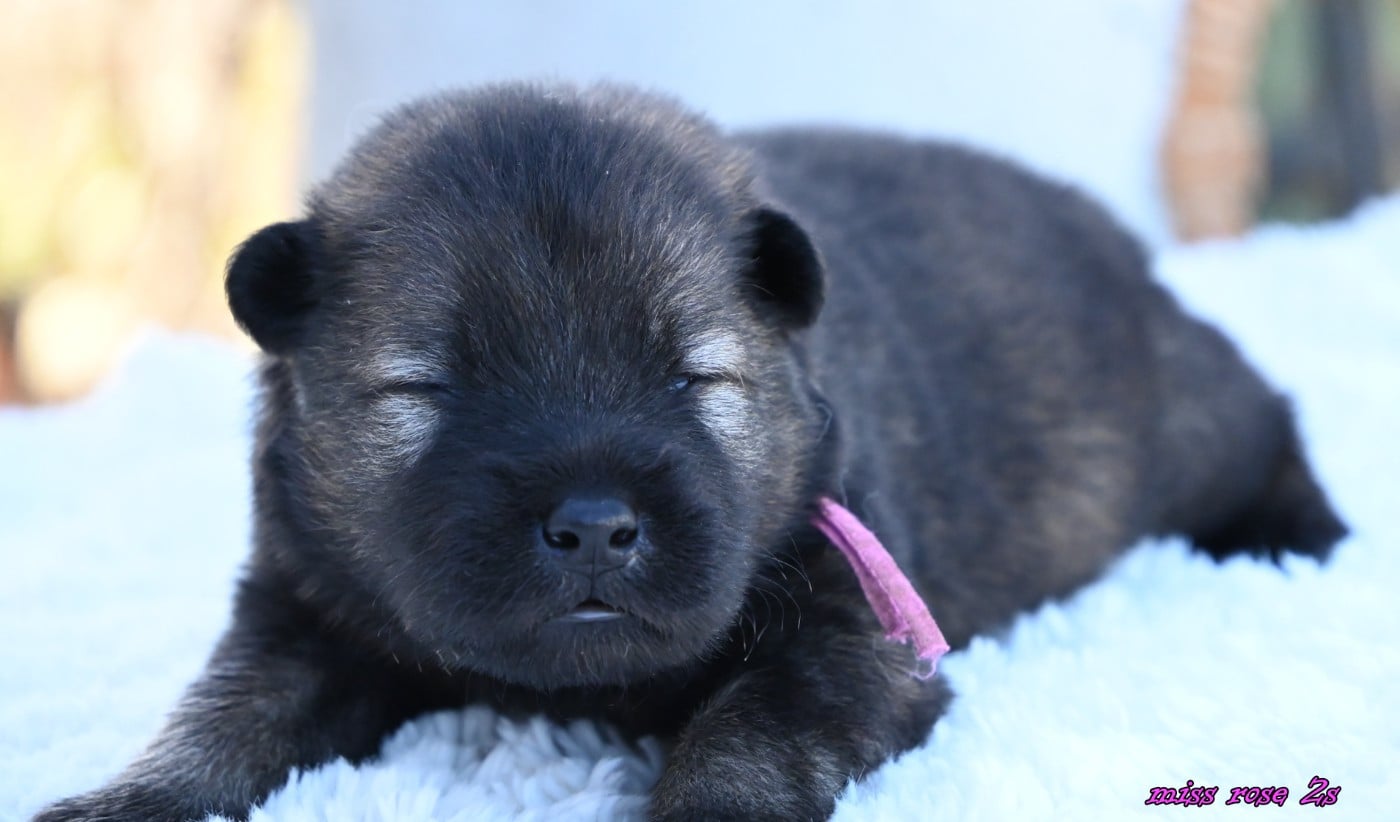CHIOT 2