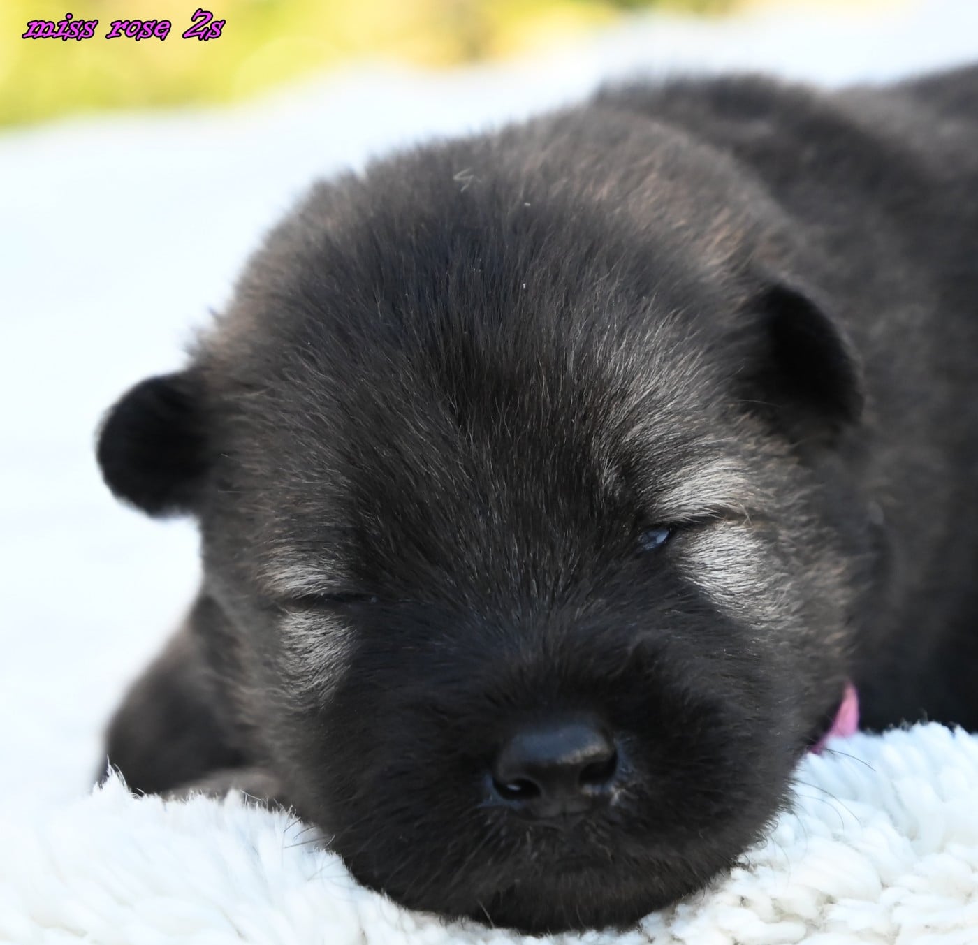 CHIOT 2