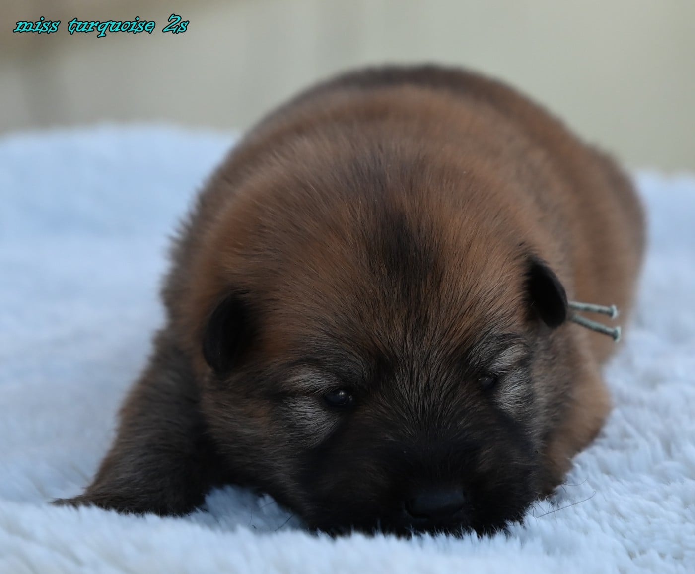 CHIOT 3