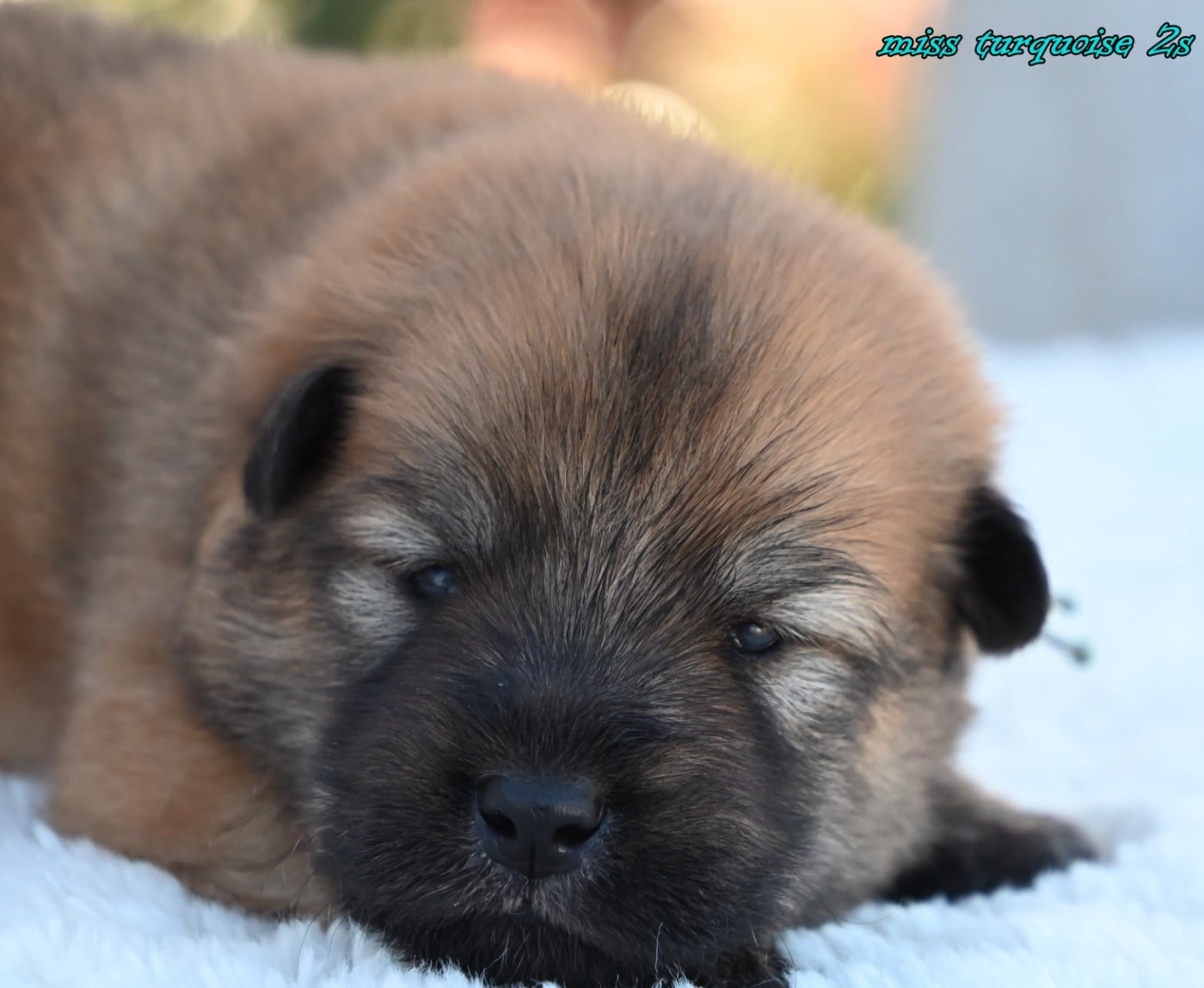 CHIOT 3