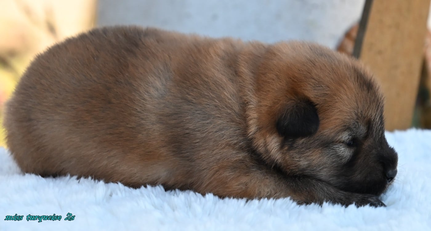CHIOT 3