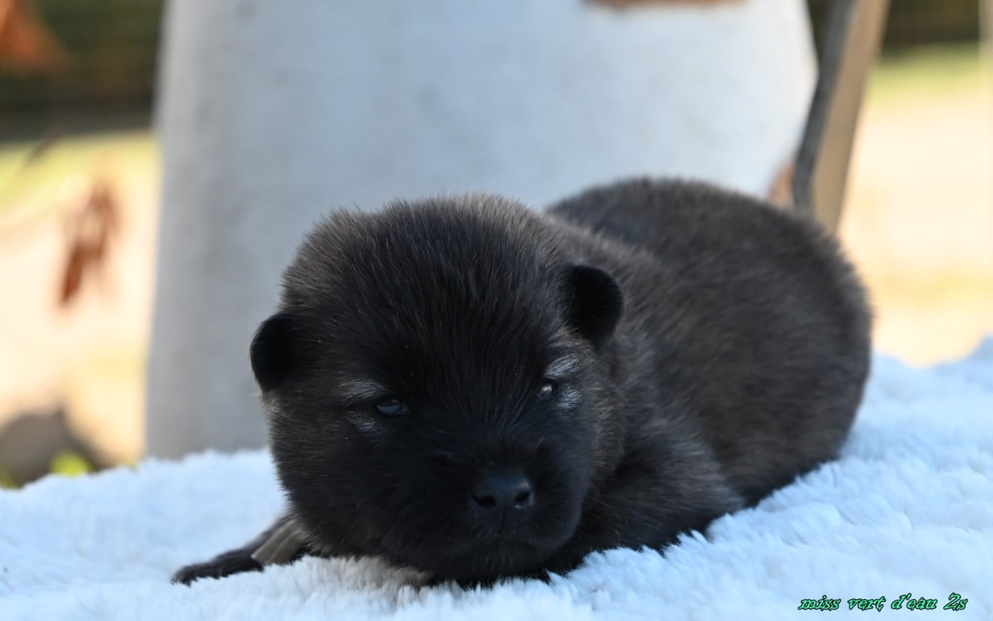 CHIOT 4