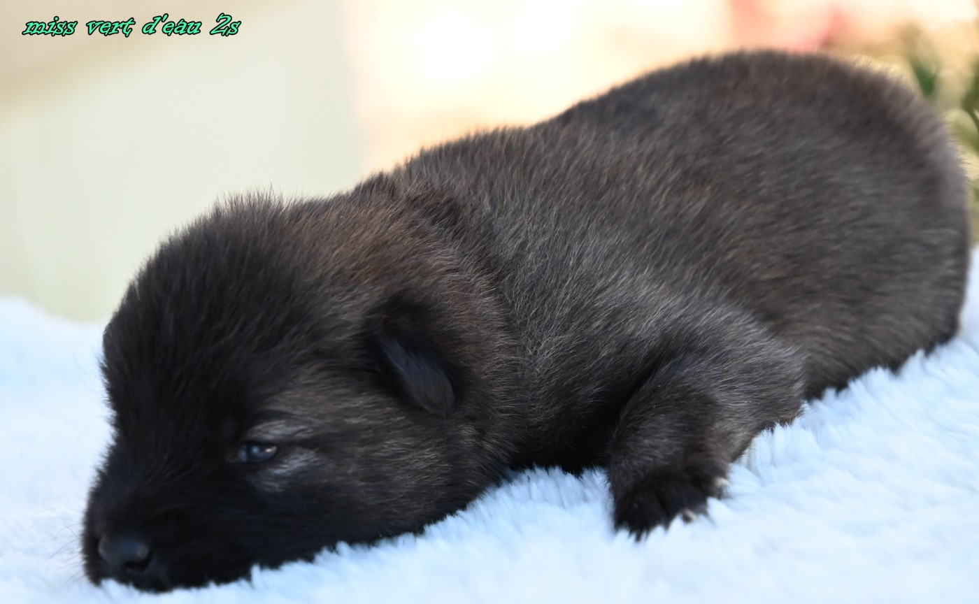 CHIOT 4