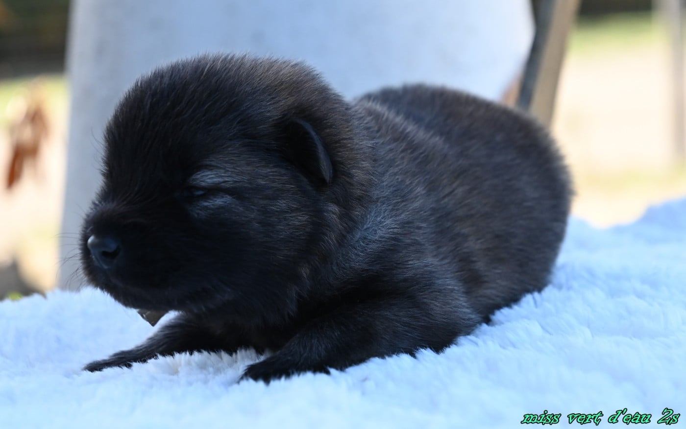 CHIOT 4