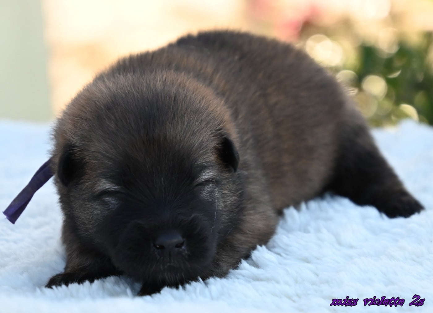 CHIOT 5