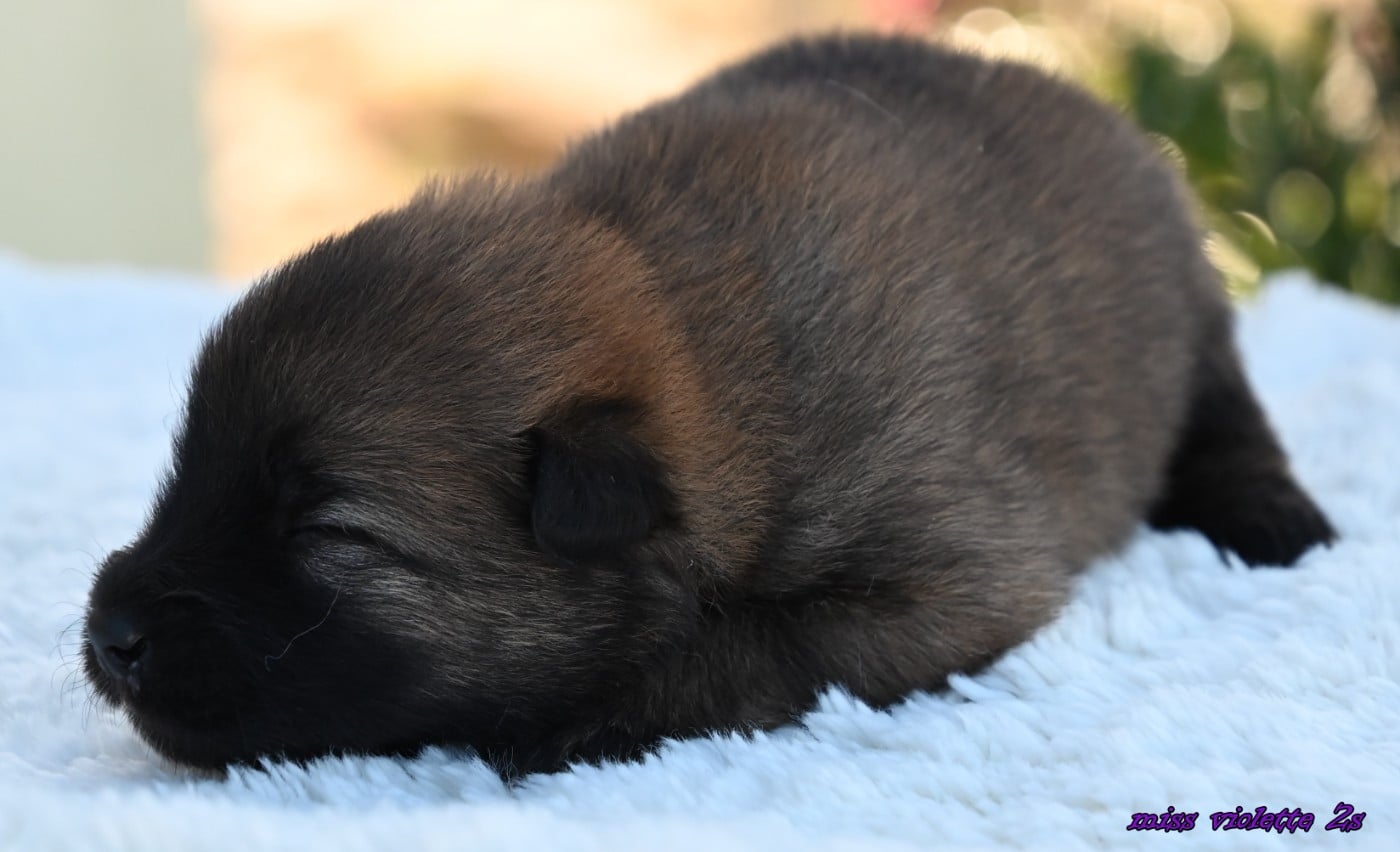 CHIOT 5