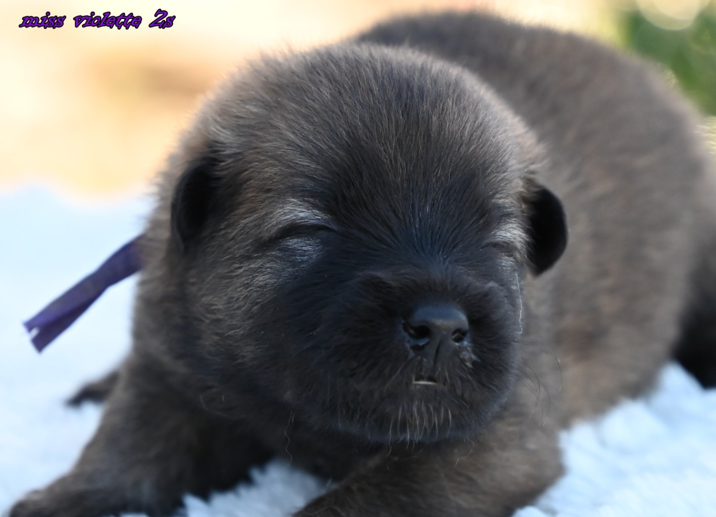 CHIOT 5