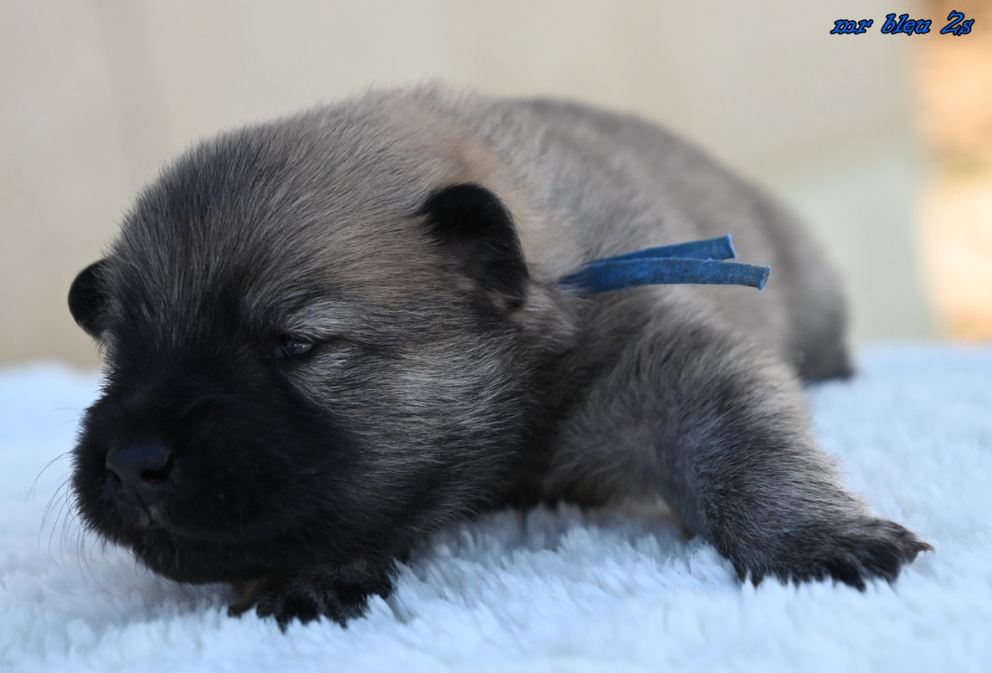 CHIOT 6