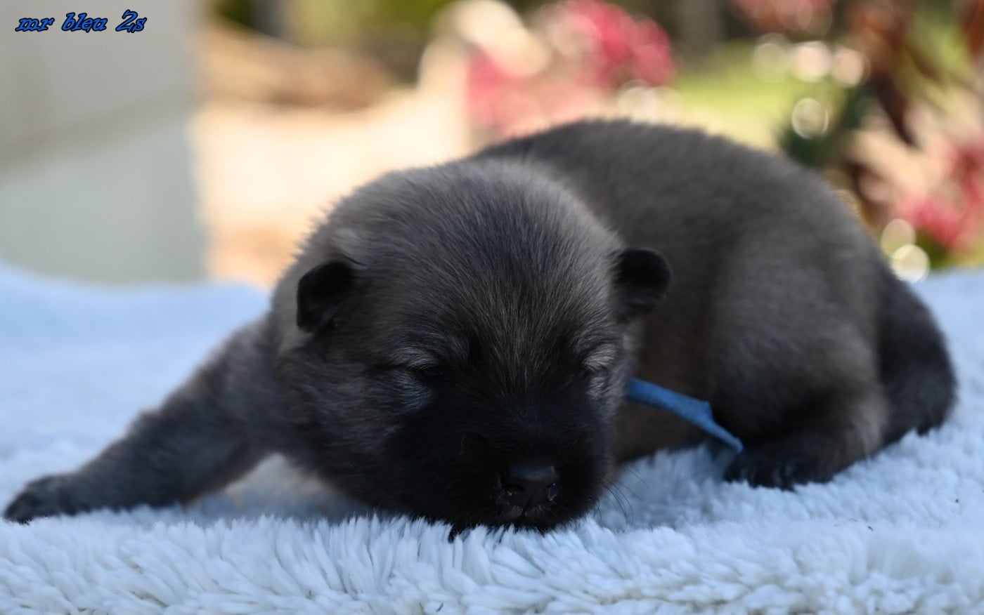 CHIOT 6