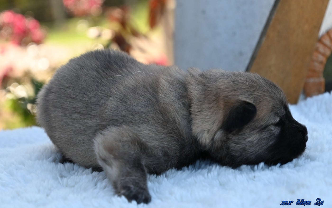 CHIOT 6