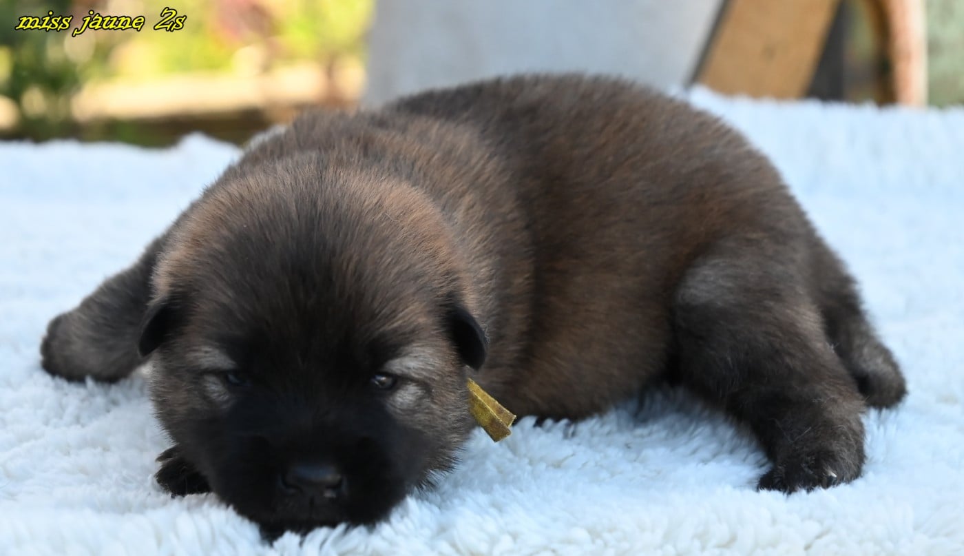 CHIOT 1